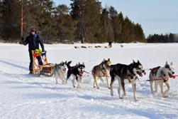 Nordeuropa, Lappland, Schweden-Expeditionen: Husky-Expeditionen - Huskys "bei der Arbeit"