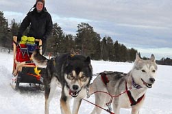 Nordeuropa, Lappland, Schweden-Expeditionen: Husky-Expeditionen - Hundeschlitten in Fahrt