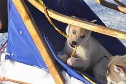 Nordeuropa, Lappland, Schweden-Expeditionen: Husky-Expeditionen - Kleiner Husky-Welpe