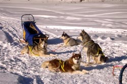 Nordeuropa, Lappland, Schweden-Expeditionen: Husky-Expeditionen - Huskys genieen die Pause