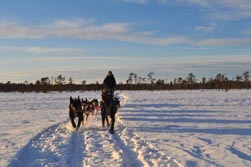 Nordeuropa, Lappland, Schweden-Expeditionen: Husky-Expeditionen - Winterlandschaft schwedisch Lapplands