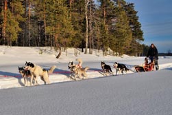Nordeuropa, Lappland, Schweden-Expeditionen: Husky-Expeditionen - Volle Fahrt voraus!
